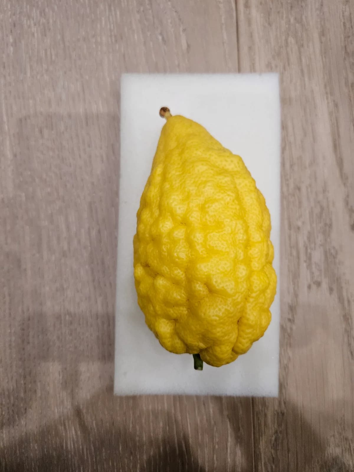 Israeli Etrog I038
