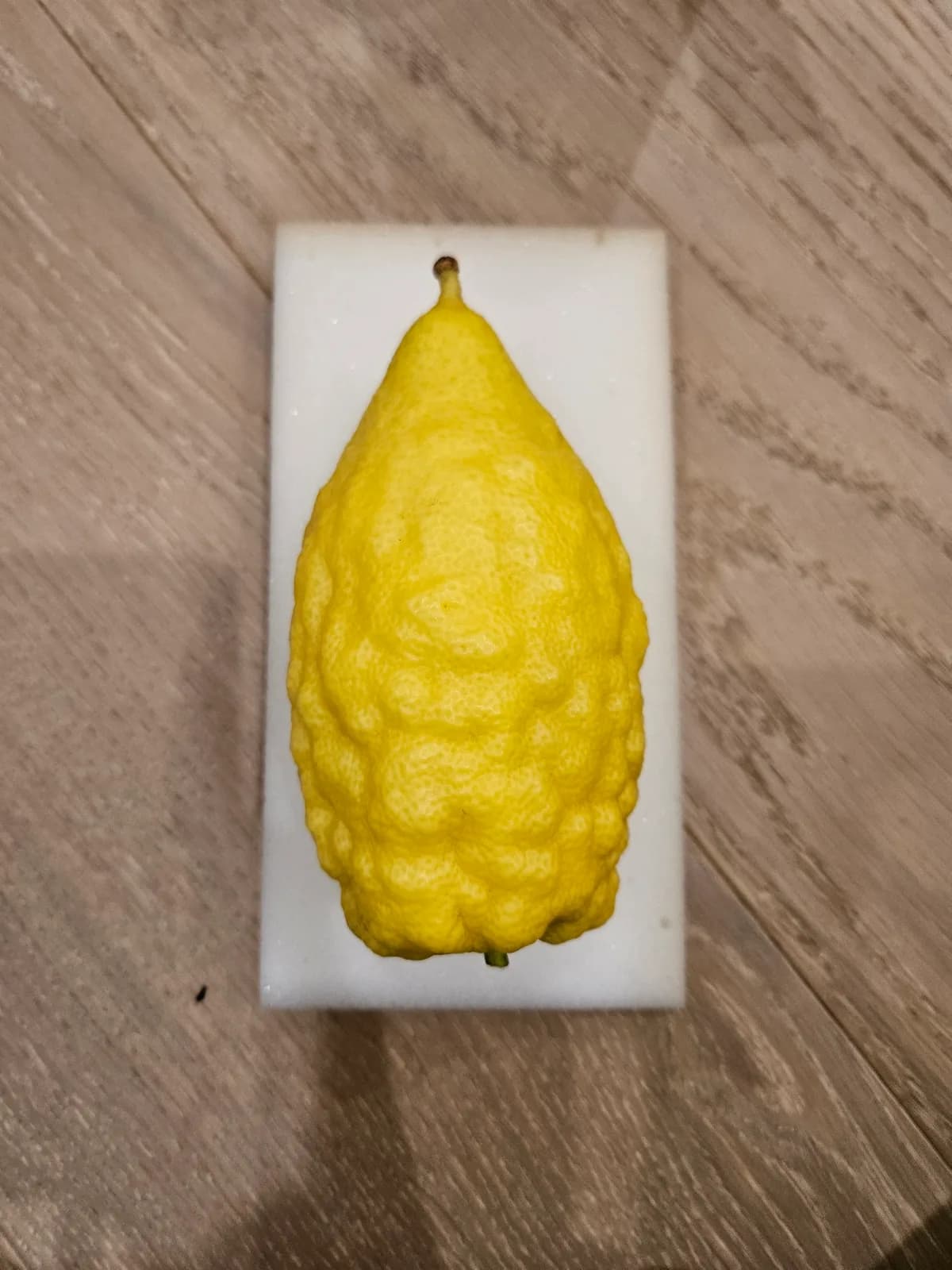 Israeli Etrog I049
