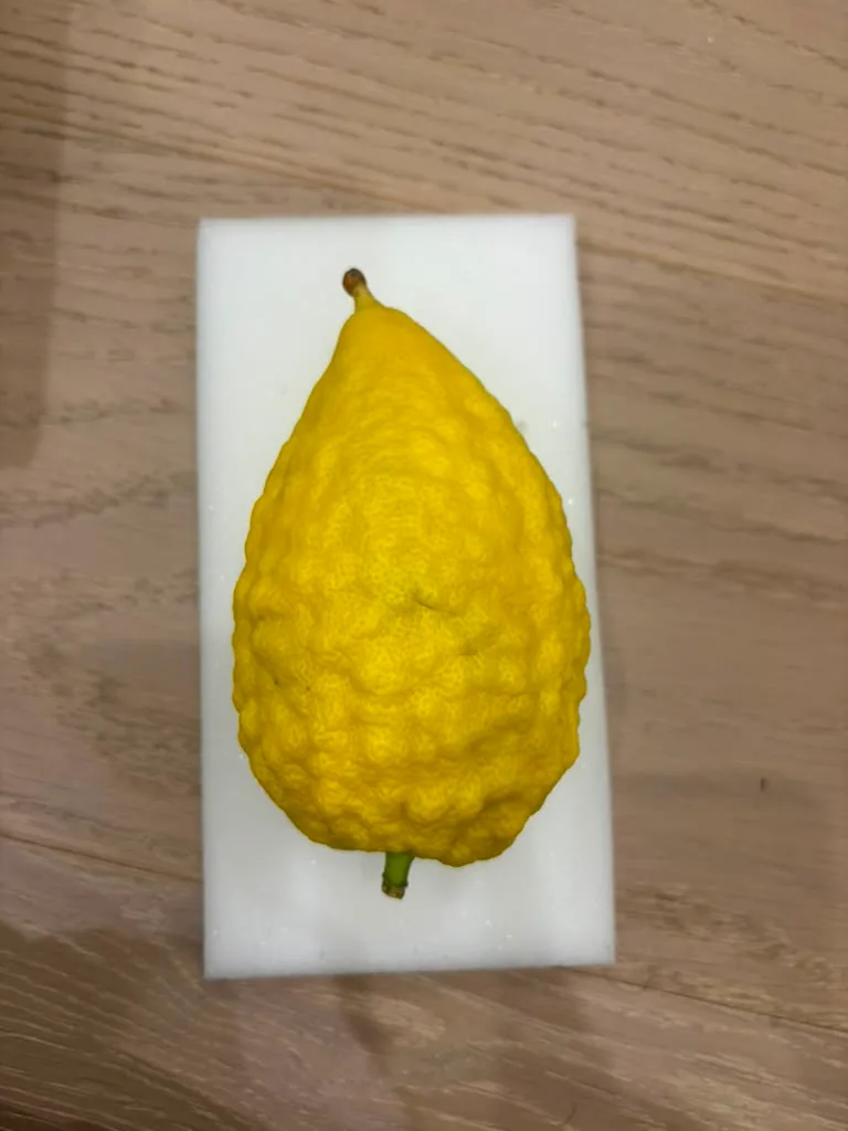Israeli Etrog I008
