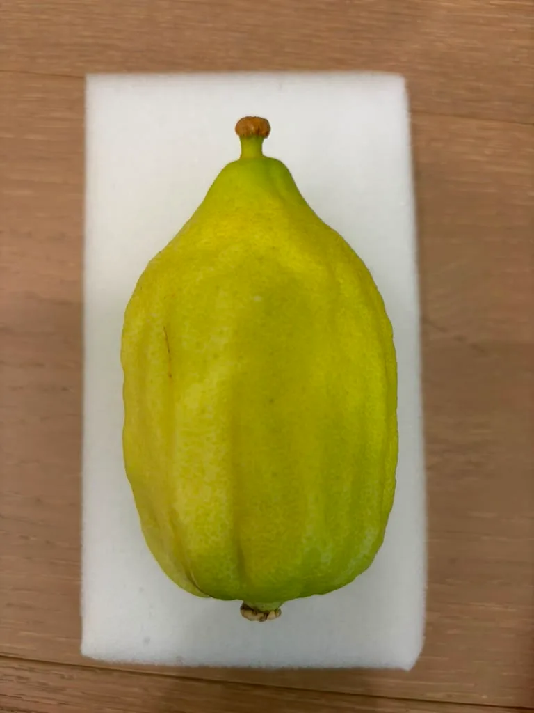 Moroccan Etrog M015